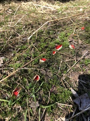 Sarcoscypha austriaca