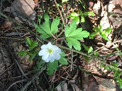 Anemonoides nemorosa