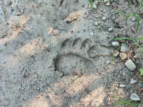 Eurasian Brown Bear