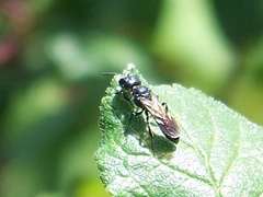 Pemphredonina