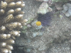 Ostracion cubicum
