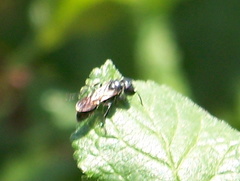 Pemphredonina