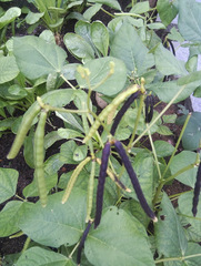 Vigna radiata