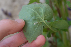 Phytomyza syngenesiae group