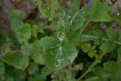 Phytomyza syngenesiae group