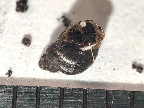 Galba truncatula observed 2026-08-15