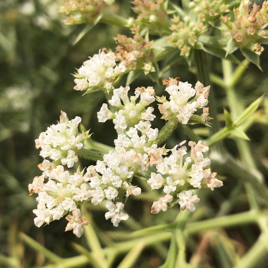 Echinophora spinosa; photograph (c) Marcello Manara, some rights reserved (CC BY)