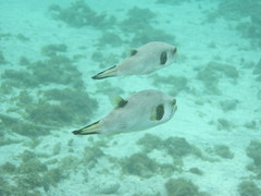 Arothron immaculatus