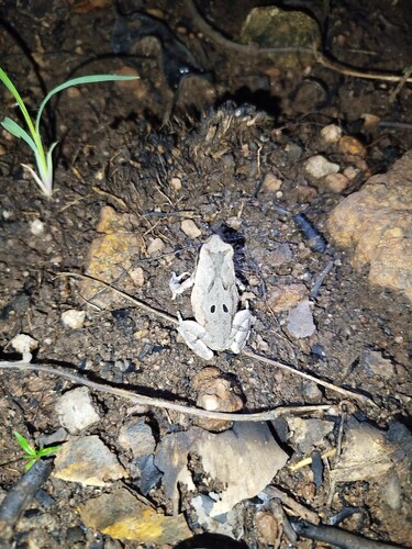 African Red Toad