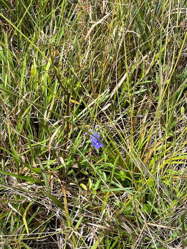 Hydrolea corymbosa, photograph 5
