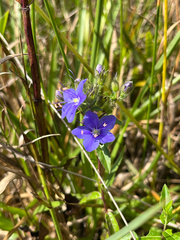 Hydrolea corymbosa, photograph author not stated, no rights reserved