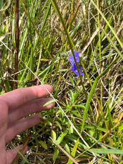 Hydrolea corymbosa, photograph author not stated, no rights reserved
