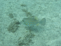 Ostracion cubicum