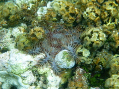 Acanthaster