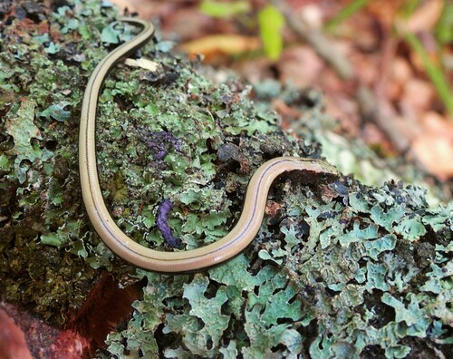 Eastern Slowworm