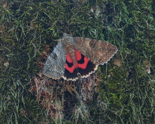 Red Underwing