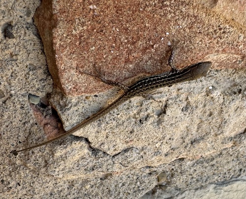 Italian Wall Lizard