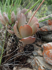 Adromischus sphenophyllus