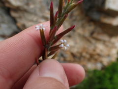 Adromischus sphenophyllus