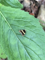 Choreutis basalis