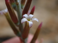 Adromischus sphenophyllus