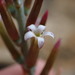 Adromischus sphenophyllus - Photo (c) Adriaan Grobler, some rights reserved (CC BY-NC), uploaded by Adriaan Grobler