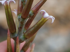 Adromischus sphenophyllus