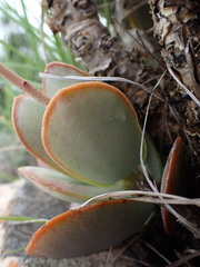 Adromischus sphenophyllus
