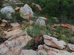 Adromischus sphenophyllus