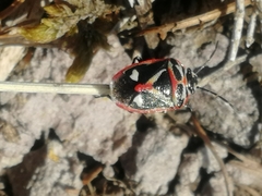 Strachiini