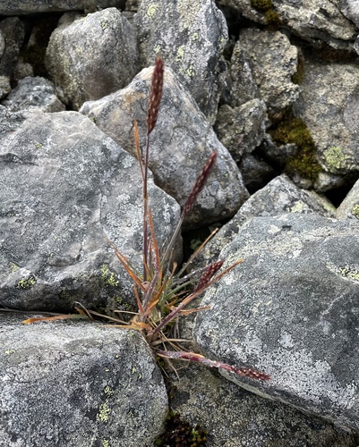 spike trisetum