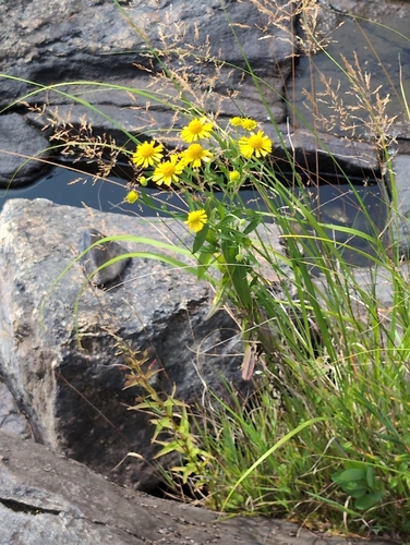 common sneezeweed