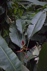 Heliconia schiedeana