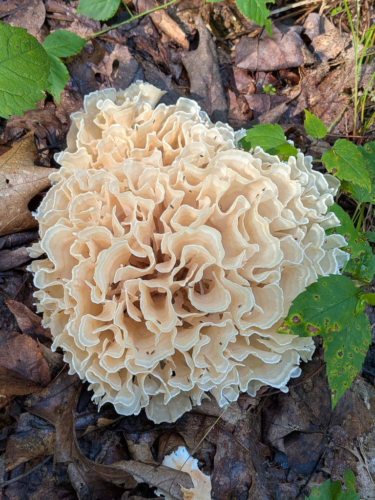 Eastern cauliflower mushroom · August 2026 · photo: Photo: no rights reserved · iNaturalist