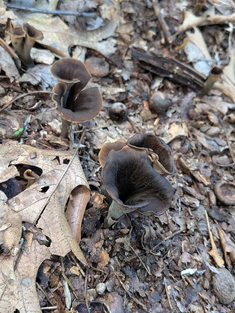 Eastern Black Trumpet · August 2026 · photo: Photo: no rights reserved · iNaturalist
