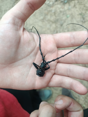 Great capricorn beetle