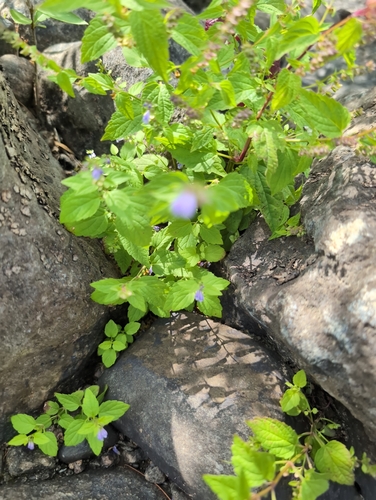 side-flowering skullcap