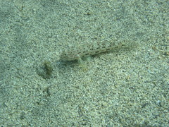 Istigobius decoratus