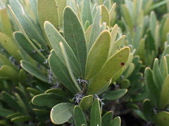 Euclea schimperi