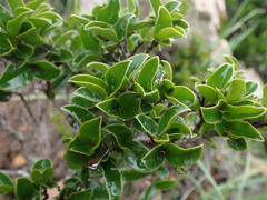 Diospyros scabrida cordata