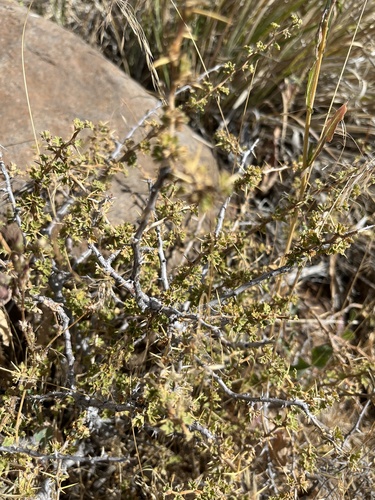 Ribes velutinum observed 2026-08-18