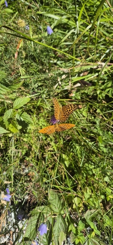 Silver-washed Fritillary