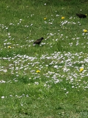 Sturnus vulgaris