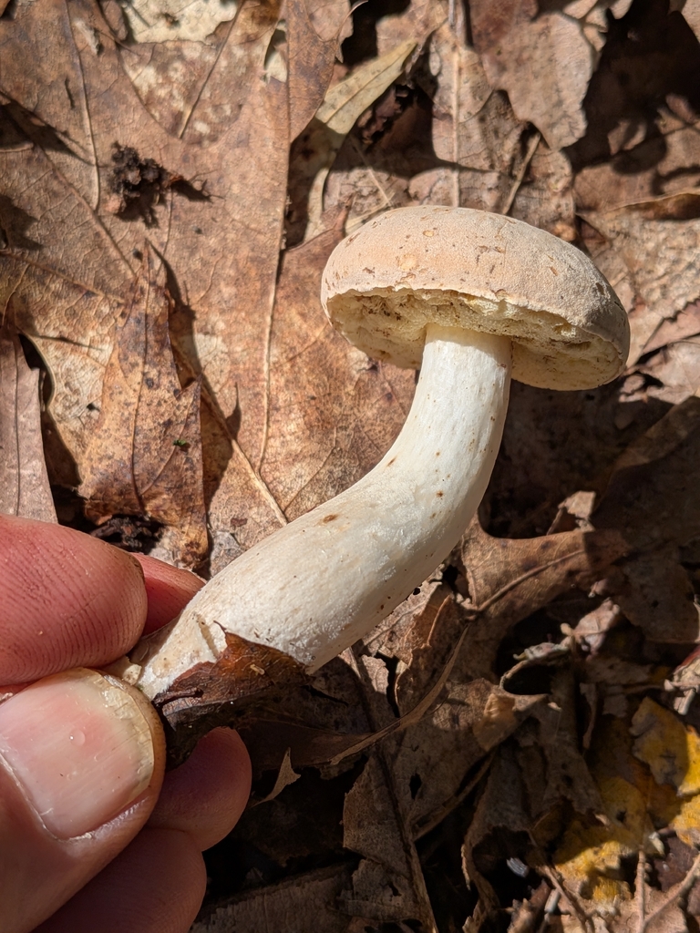 pallid bolete · August 2026 · photo: Photo: no rights reserved · iNaturalist