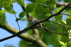 Phylloscopus ibericus