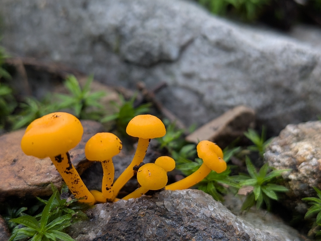 Small Chanterelle · August 2026 · photo: Photo: no rights reserved · iNaturalist