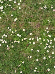 Bellis perennis