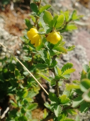 Berberis sibirica