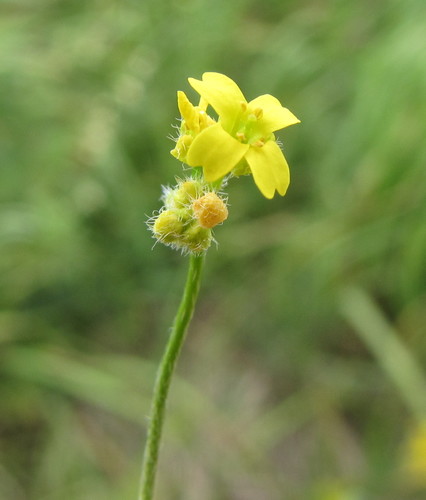 Siberian Whitlowgrass