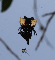 Gasteracantha mediofusca